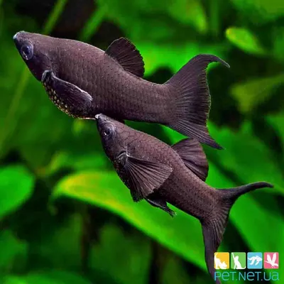 Лучшие пресноводные аквариумные рыбки – выбор покупателей Аква Лого, часть 1