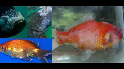 Лечение аквариумных рыб - Докторвет