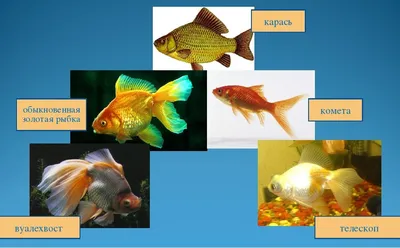 Фотосъемка для каталога - аквариумные рыбки | LINVOL