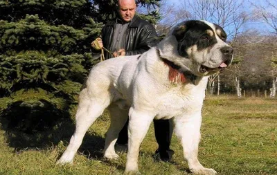Алабай: фото собаки, описание породы, цена щенков и уход