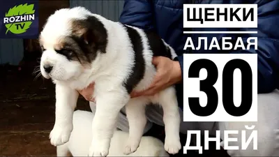 Волонтёры ищут хозяев алабая, убивавшего других собак на улицах Ставрополя  | ОБЩЕСТВО:Люди | ОБЩЕСТВО | АиФ Ставрополь