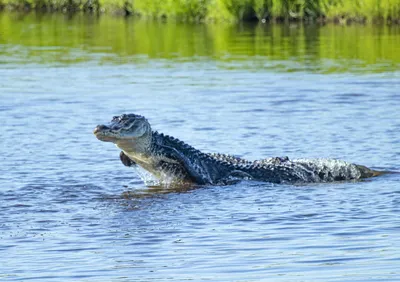 15 Amazing Facts About Alligators