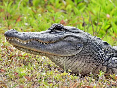 Muja (alligator) - Wikipedia