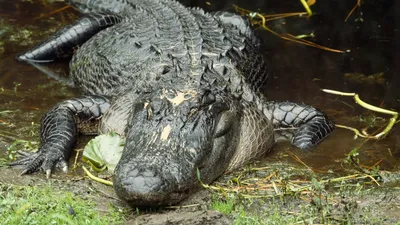 Chinese alligator | Smithsonian's National Zoo and Conservation Biology  Institute