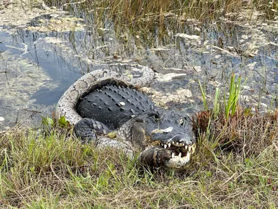 Never seen anything like it': Florida wildlife photographer captures wild  photo of alligator launching itself out of water | WFLA