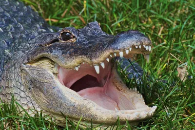 Woman Surrenders 8-Foot-Long Alligator Living in Philadelphia Basement