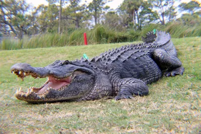 American Alligator