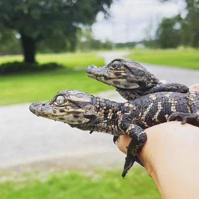 Clemson researchers helping humans, alligators coexist in coastal SC |  Clemson News