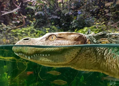 Mississippi hunters capture longest alligator in state history | CNN