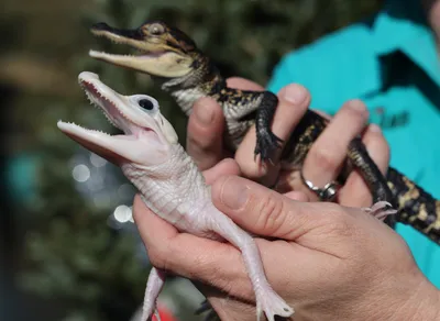 Ginormous' 3-legged alligator captured in Texas neighborhood