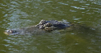 U.S. alligator industry preserves iconic species | Livestock |  capitalpress.com