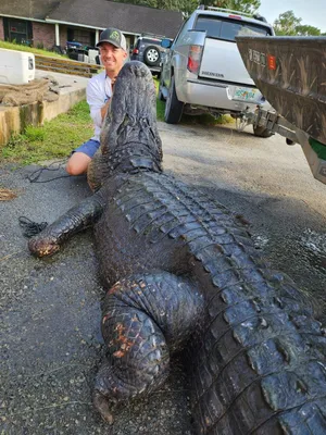 Alligator hunters break record with massive, 14-ft.-long Mississippi  monster - National | Globalnews.ca
