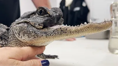 Photos: 920-pound alligator caught in Florida after 4-hour struggle