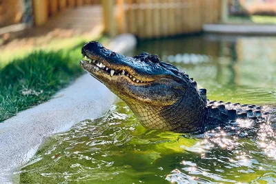 Alligator hunters bring in 13-ft, 825-pound alligator out of Lake Marion |  WPDE