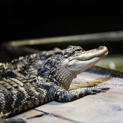 American Alligator | Saint Louis Zoo