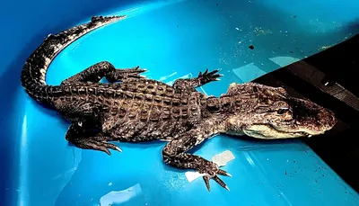 American Alligator - Los Angeles Zoo and Botanical Gardens