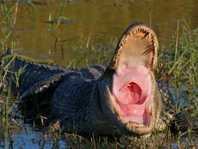 Emotional support' alligator denied entry into baseball stadium | US News |  Sky News