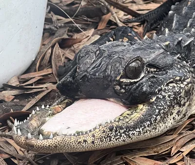 Massive Alligator Killed on South Florida Cattle Ranch | Outdoor Life