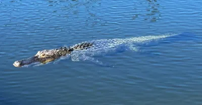Gatorland introduces alligator missing upper jaw. What should she be named?