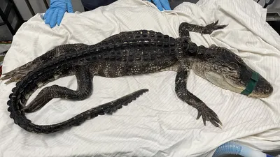 12-Foot Alligator Captured by Fla. Police at Mall Ahead of Christmas