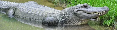 Landscapers in Pennsylvania find malnourished alligator named Fluffy in a  creek, officials say | CNN