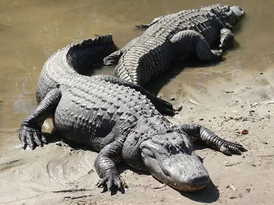 American Alligator | Outdoor Alabama