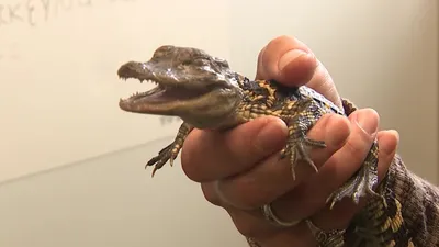 Alligator missing top of its jaw is captured, recovering at Florida zoo -  The Washington Post