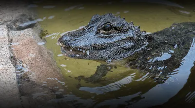 Whopping 625-Pound Alligator Pulled From South Carolina Lake