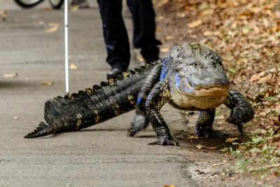 Alligator found in Brooklyn's Prospect Park | New York | The Guardian