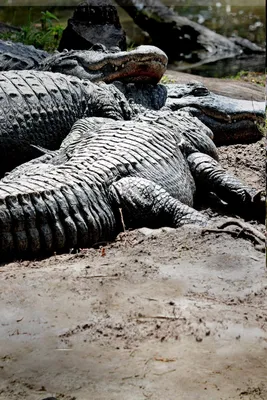 Alligators in Florida: Close up encounters due to gator mating season
