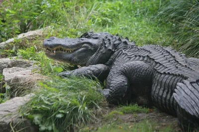 American Alligator - Potawatomi Zoo