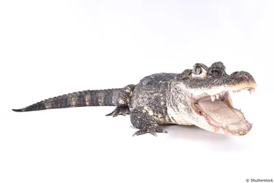 Alligators create hotspots for life by digging holes with their snouts |  New Scientist