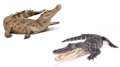 Alligator Toy | Wildlife Animal Toys | Safari Ltd®