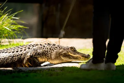 American Alligator | Southwick's Zoo