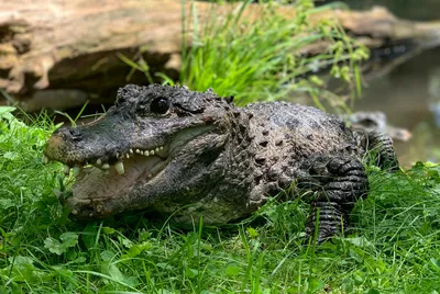 No Greater Gator: World's 'Oldest Alligator' Still Looking For Love In  Belgrade