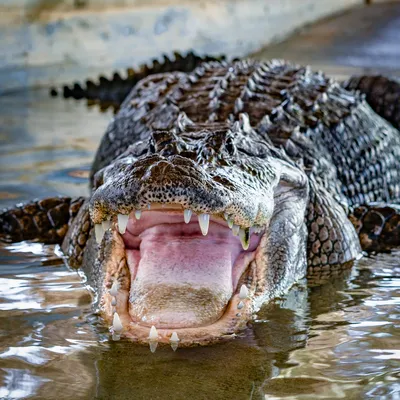 100+ Alligator Pictures | Download Free Images on Unsplash