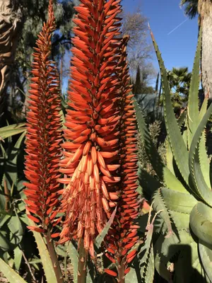 Aloe Vera Plant Care: How to Take Care of Aloe Vera | The Old Farmer's  Almanac