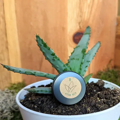 How to Grow and Care for Krantz Aloe