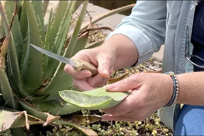 Must-Have Aloe 'Purple Haze' Succulent | Shop Online |Planet Desert
