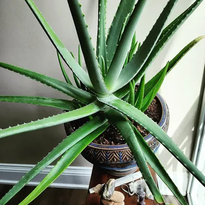 Spiral Aloe, Aloe polyphylla, Monrovia Plant