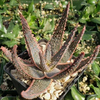 Aloe marlothii (Mountain Aloe) plant, quart size, organic | Strictly  Medicinal Seeds