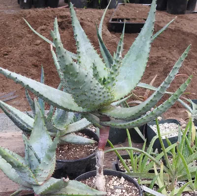 How to Grow and Care for Star Aloe Hybrids - Trex Plants
