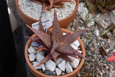 Aloes: Aloe ferox