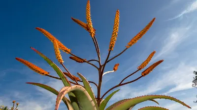 Aloe Vera Plant in 8 Inch Pot - Etsy