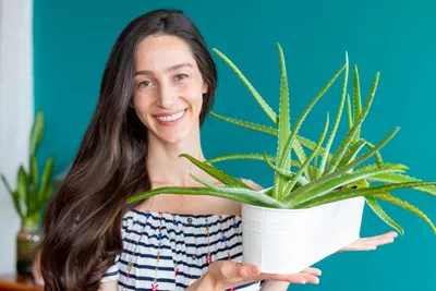 Aloe Vera Benefits for Skin and Hair - Parade