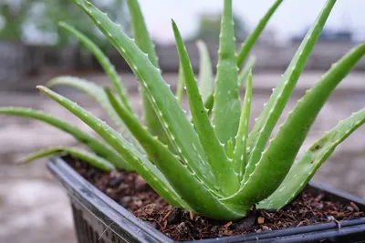 Watering Aloe Plants - Expert Tips | Horticulture Magazine