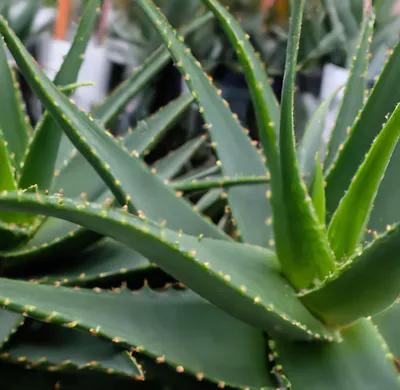 What Does an Overwatered Aloe Plant Look Like?