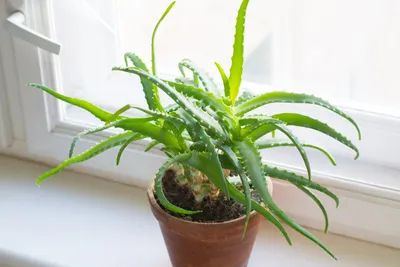 How to Grow Aloe Vera - Aloe Plant Care Indoors and Outside