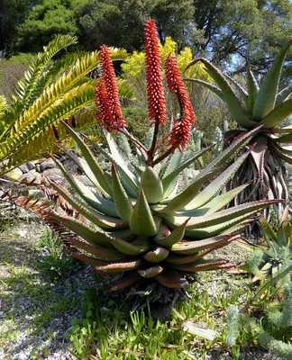 How To Propagate Aloe: A Complete Guide (Steps + FAQs) – Rosy Soil