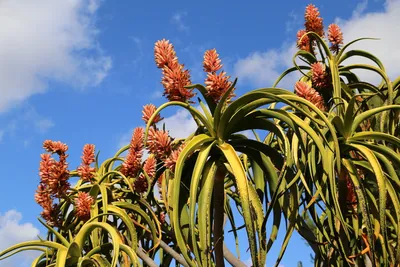 The Magical Spiral Aloe Plant at Flora Grubb SF! — Flora Grubb Gardens